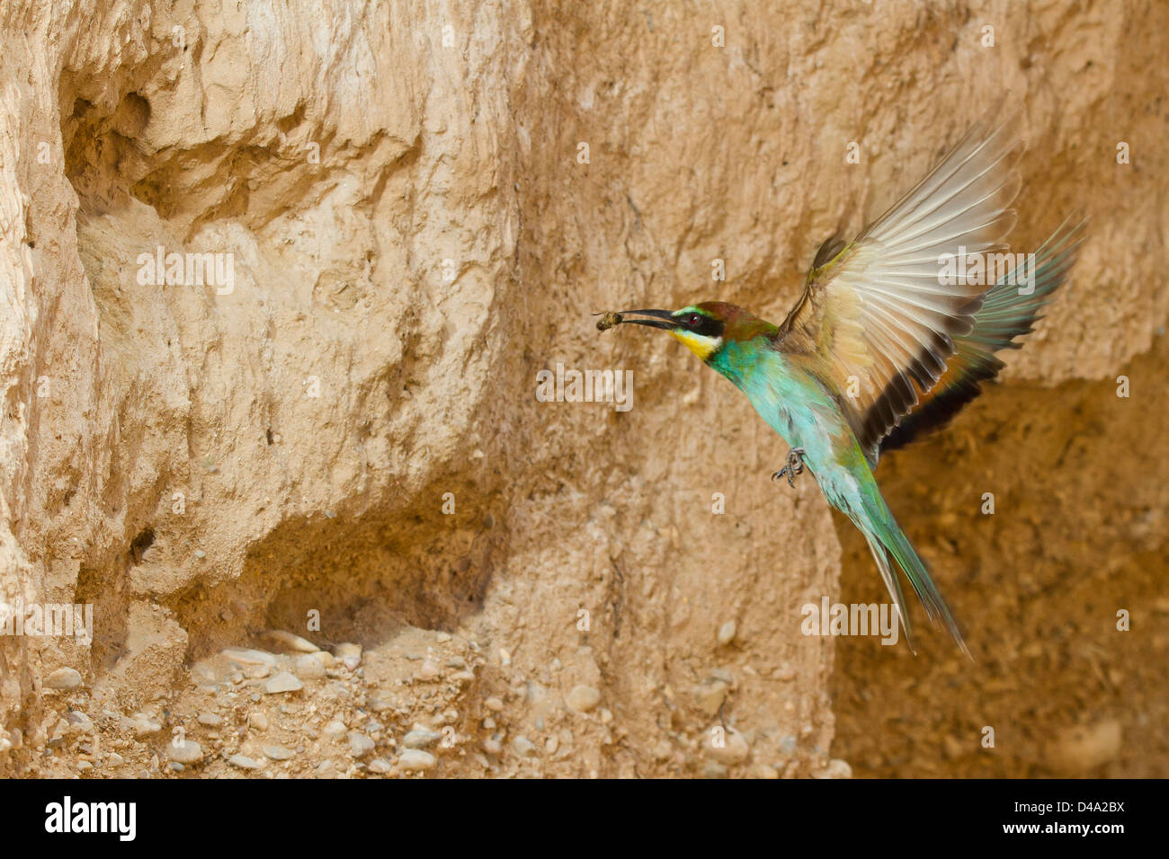 Bee-eater flying to the nest with prey Stock Photo