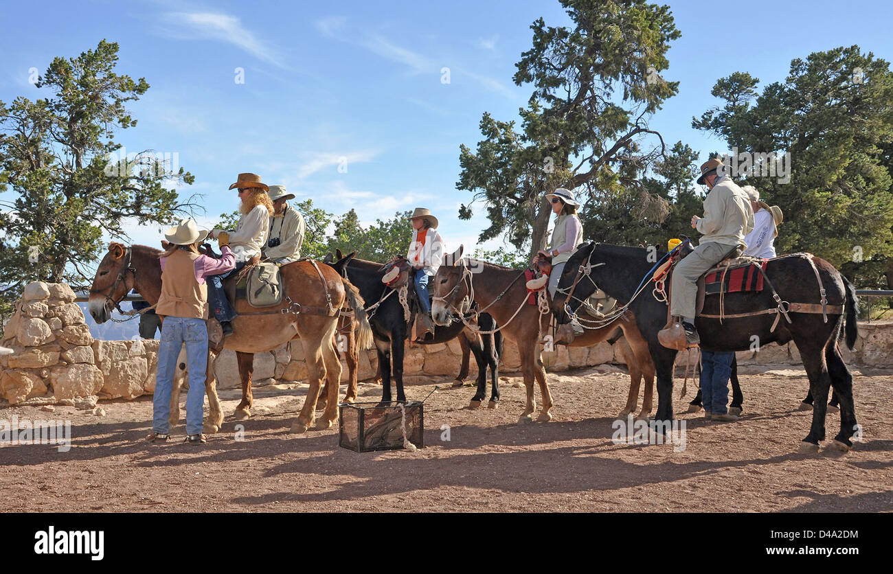 Mule ride grand canyon hi-res stock photography and images - Alamy