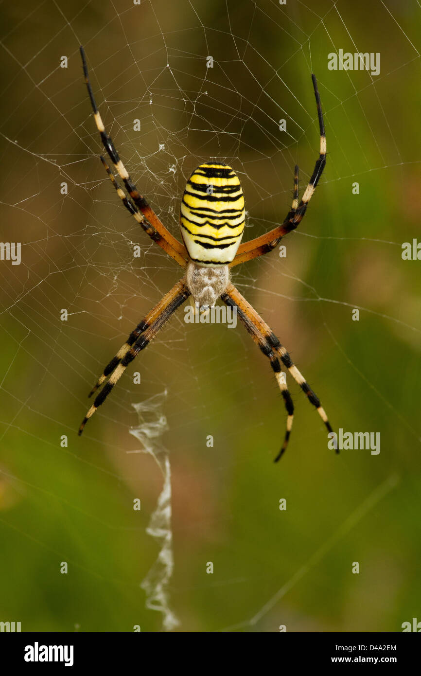 Argiope spider on the web Stock Photo
