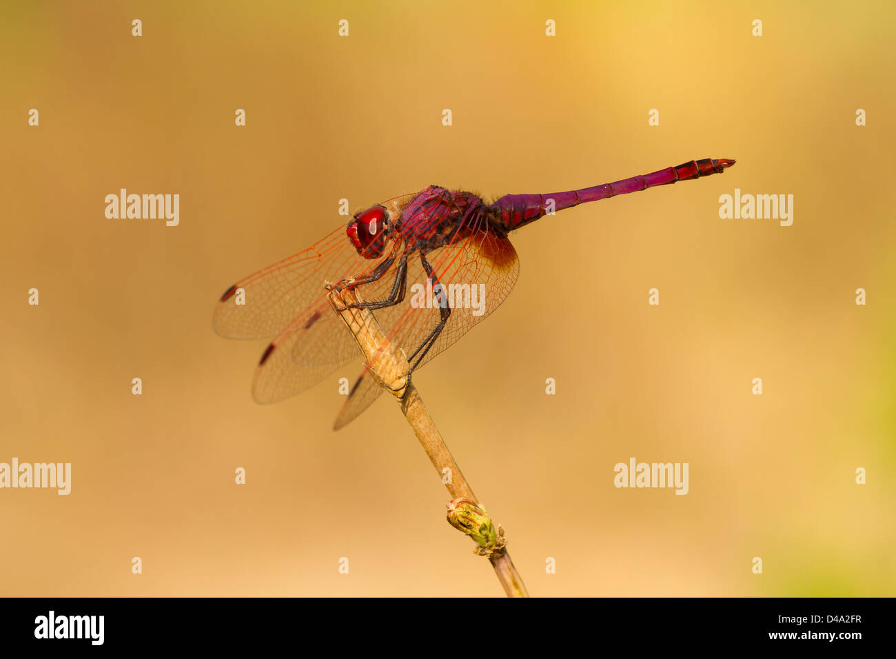 Violet Dropwing Dragonfly on a perch with brown background Stock Photo