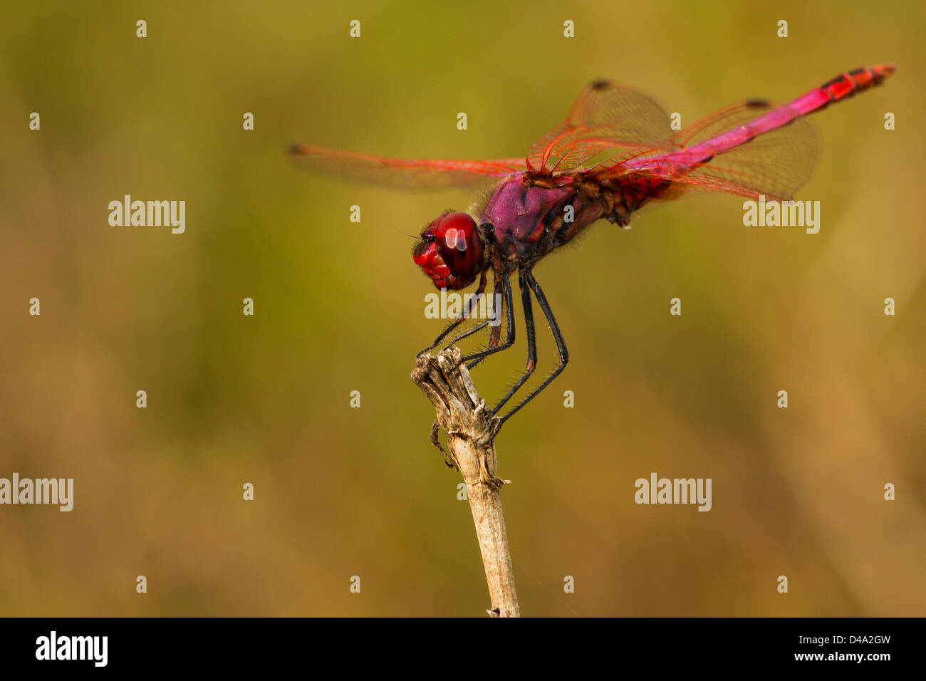 Violet Dropwing Dragonfly on a perch with green background Stock Photo