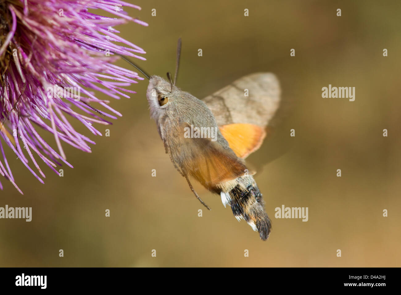 Hummingbird Hawk-moth (Macroglossum Stellatarum) in flying Stock Photo