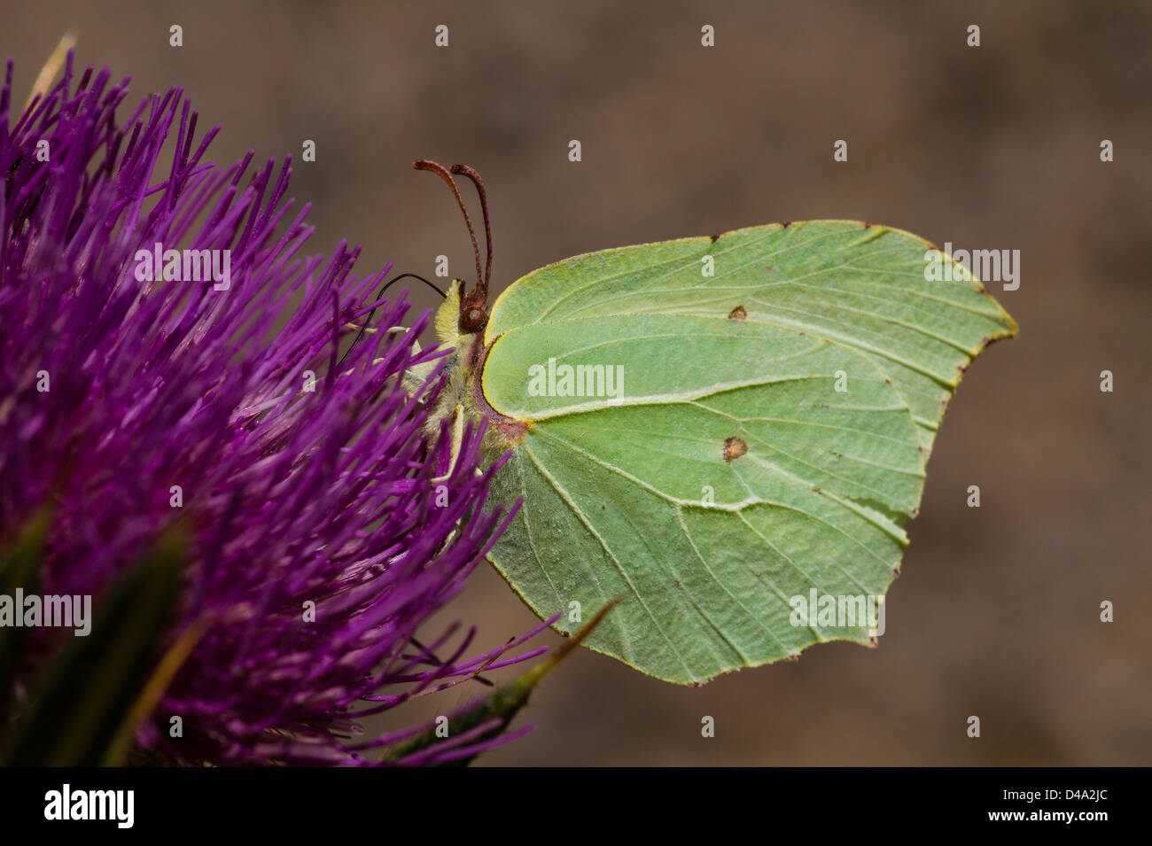 Brimstone Butterfly - Gonepteryx rhamni on a flower Stock Photo