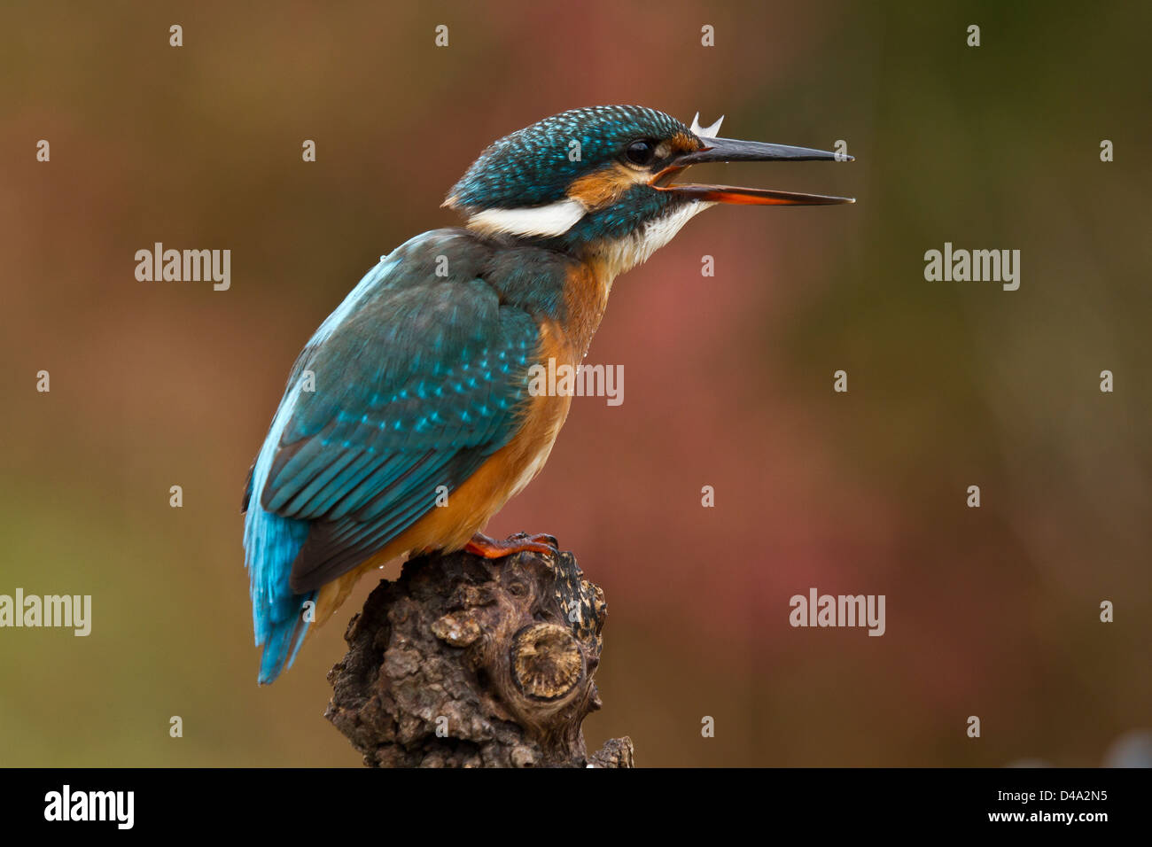 A Kingfisher sitting and eating on his perch a fish Stock Photo