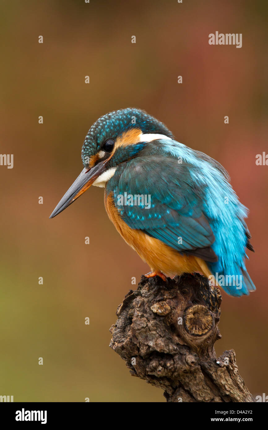 A Kingfisher sitting on his perch Stock Photo