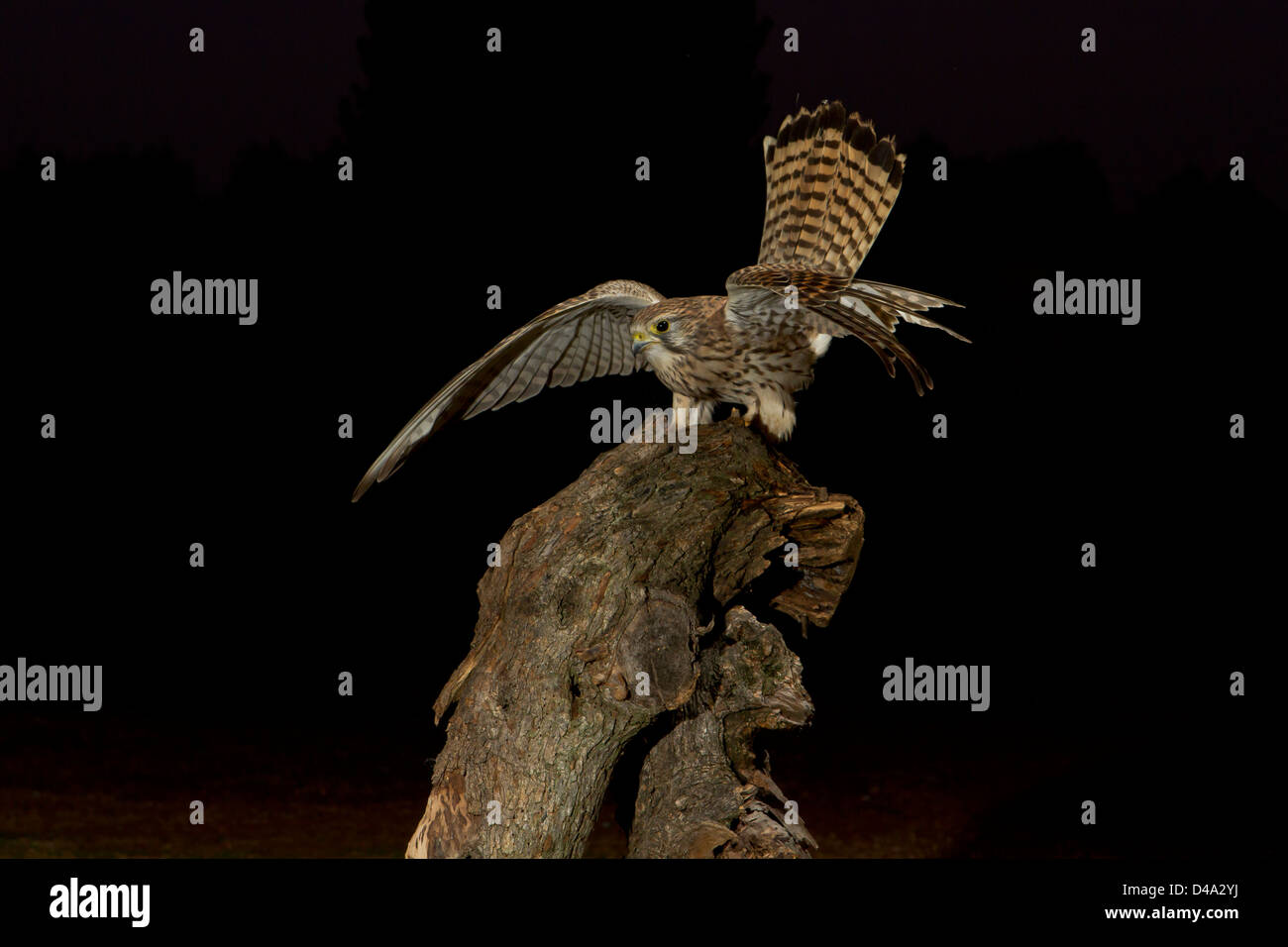 Common kestrel with wings extended on a branch Stock Photo