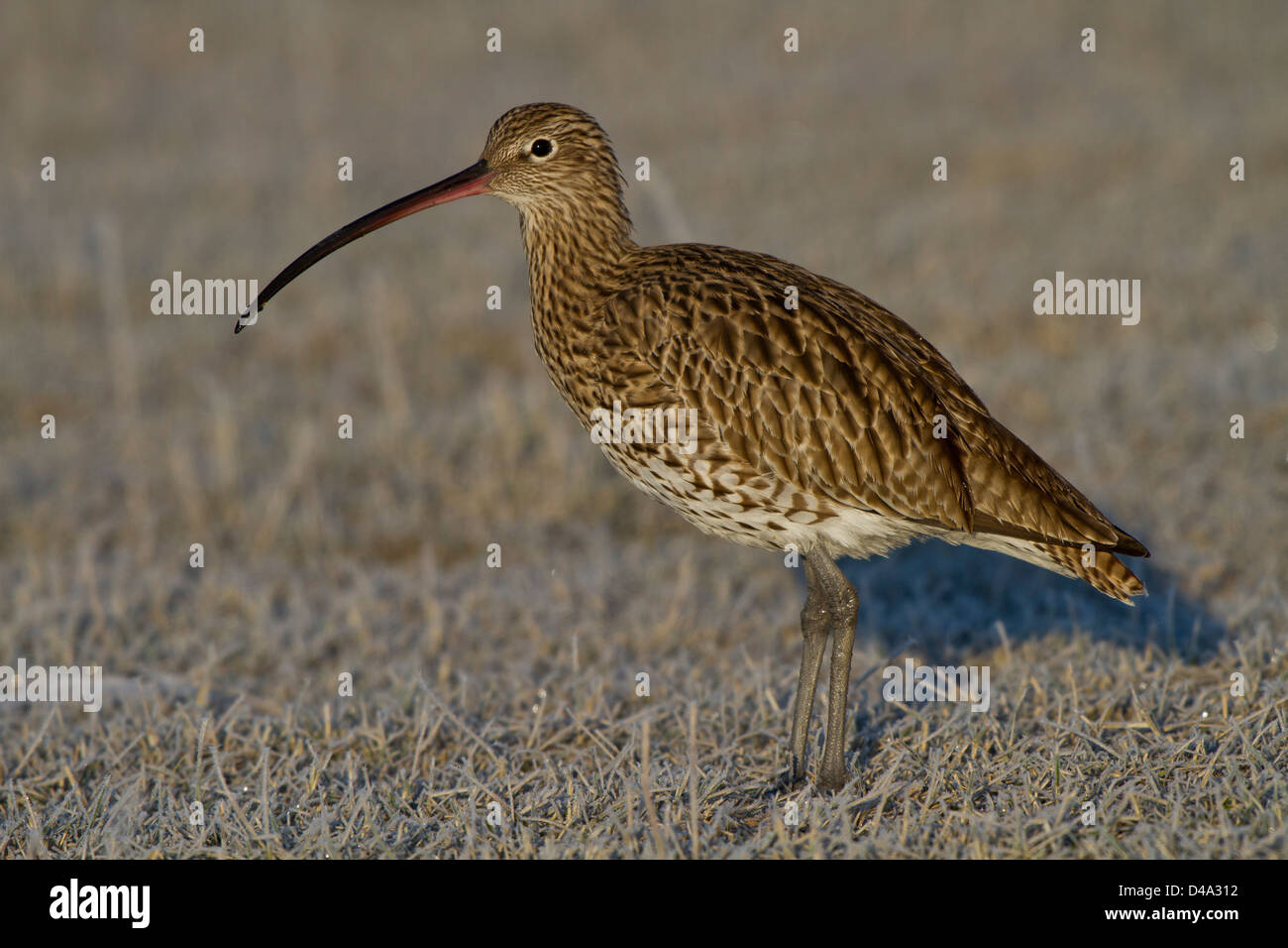 Eurasian curlew in the field Stock Photo
