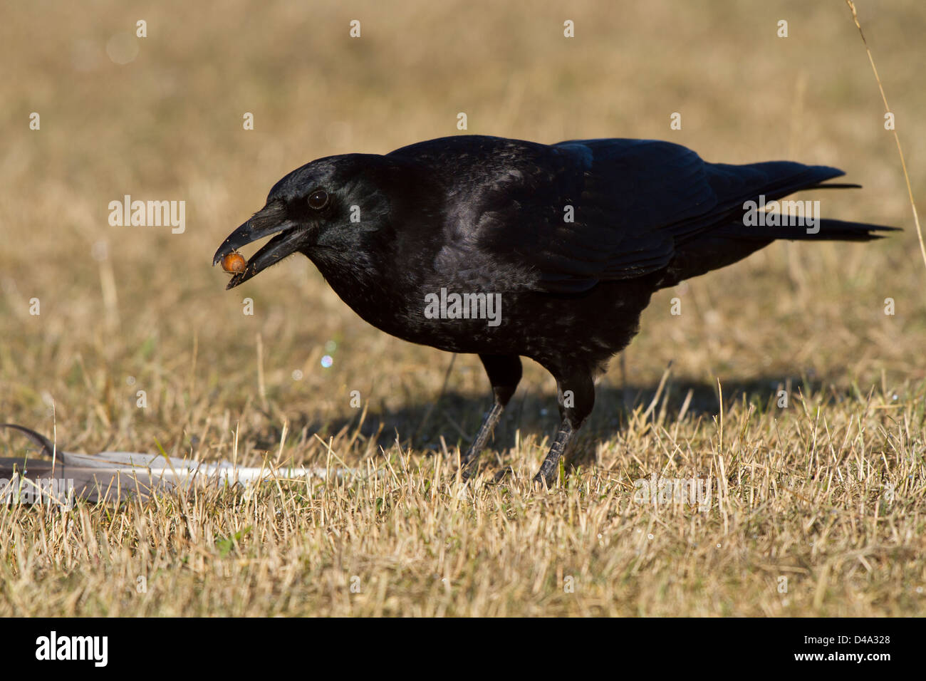 Common Raven (Corvus corax) Stock Photo