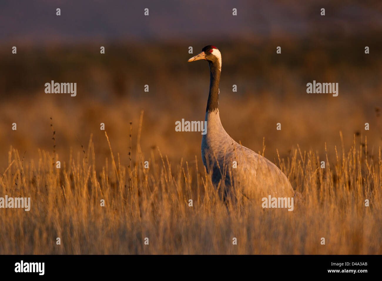 A common crane looking the sun Stock Photo