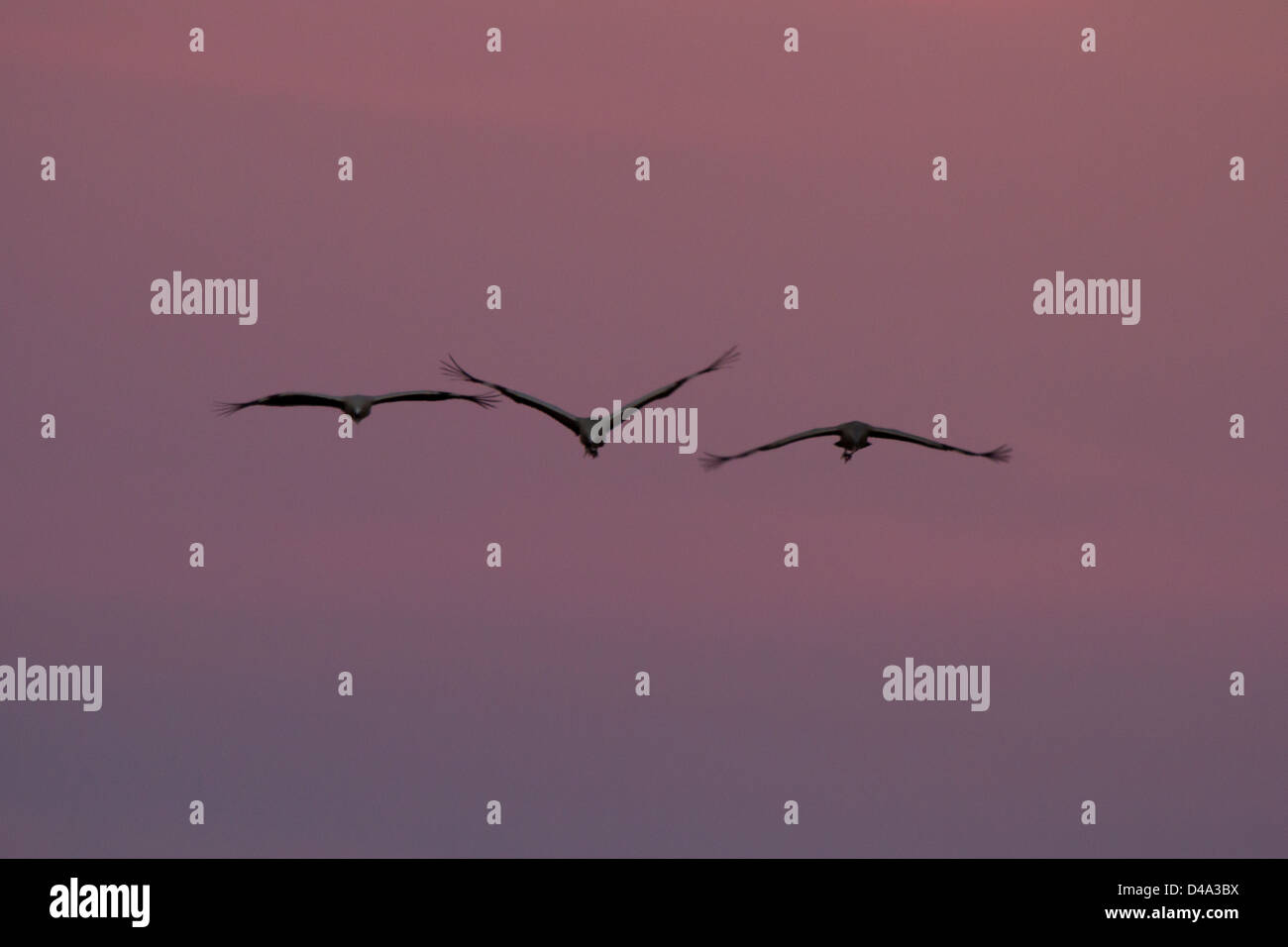Silhouettes of Common Cranes (Grus Grus) at sunset Stock Photo