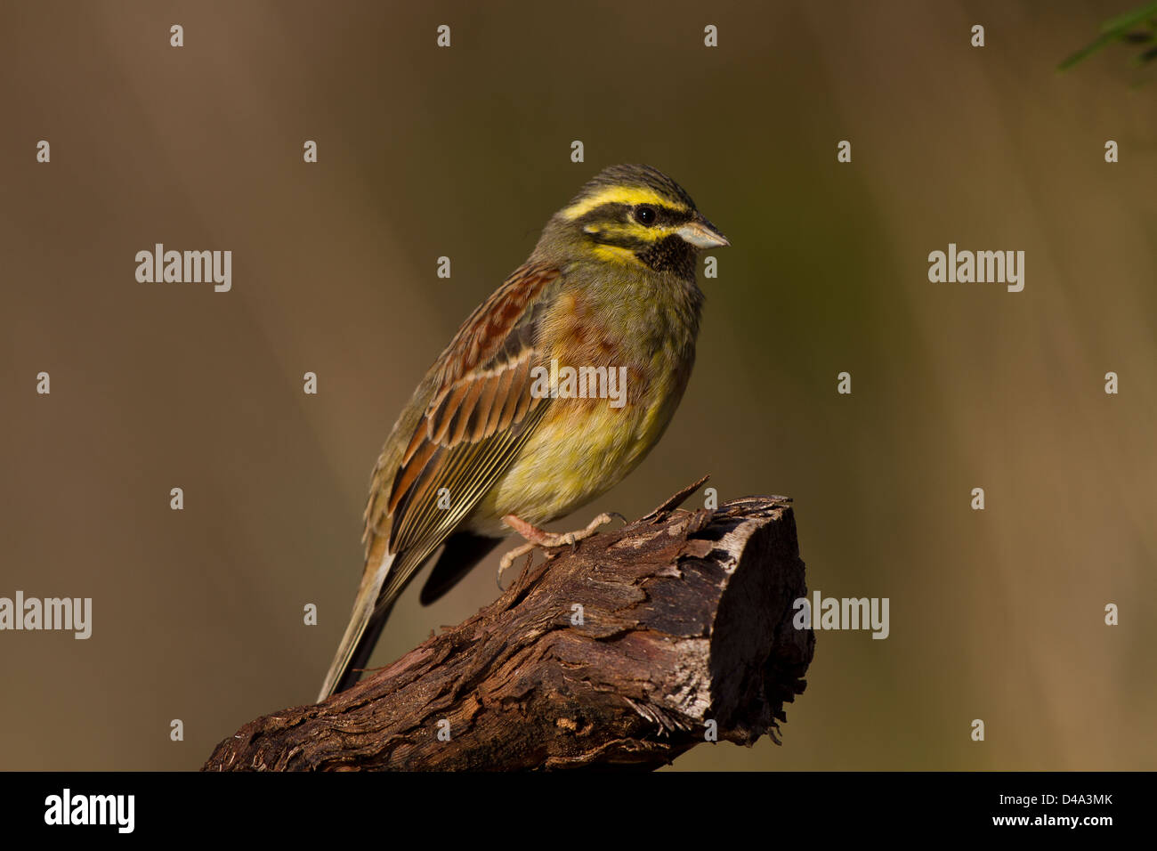 Male Cirl Bunting on the perch Stock Photo