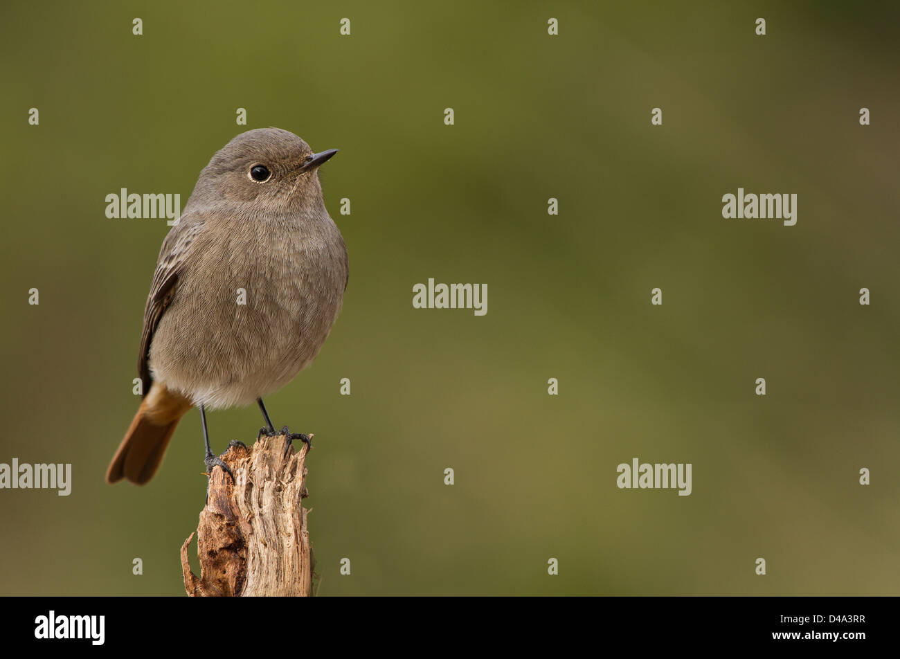 Black redstart female in the wild with green background Stock Photo