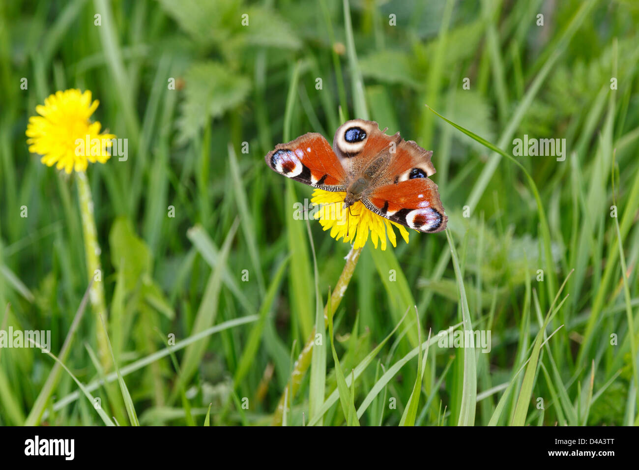 Peacock butterfly on a dandelion flower Stock Photo - Alamy