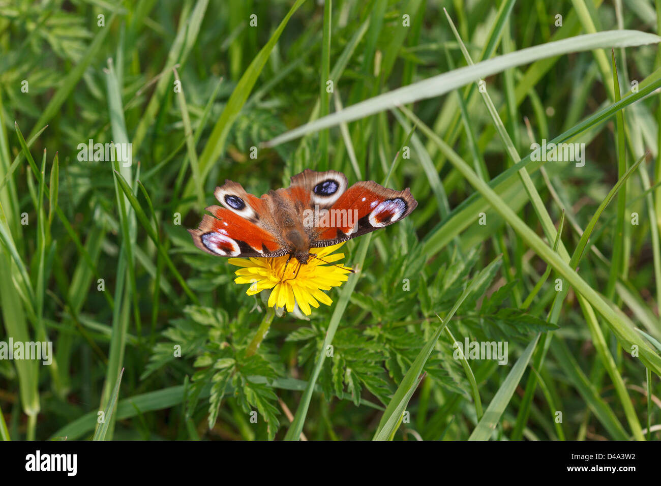 Peacock butterfly on a dandelion flower Stock Photo - Alamy