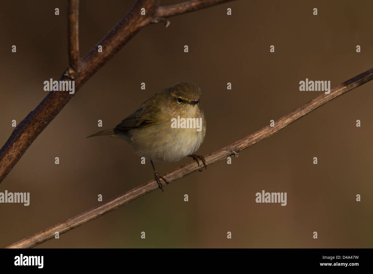 Beautiful Chiffchaff on the branch waiting for a prey Stock Photo