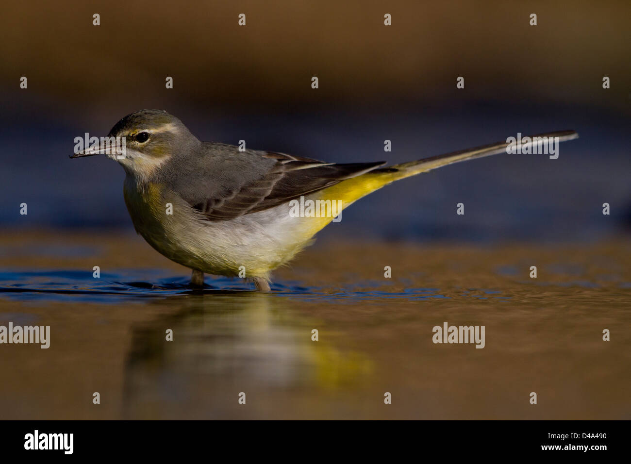 A grey wagtail in the water at sunrise Stock Photo
