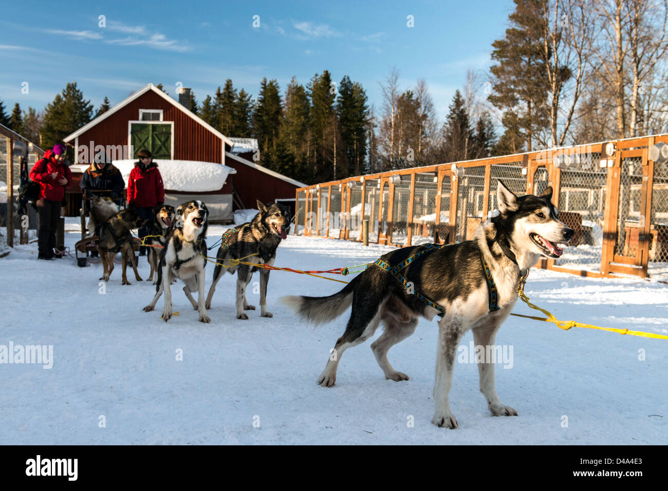 Dog sledding led by husky dogs Swedish Lapland Sweden Scandinavia Stock Photo