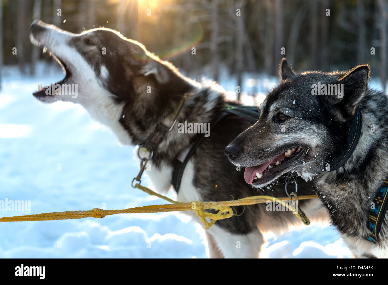 Dog sledding led by husky dogs Swedish Lapland Sweden Scandinavia Stock ...