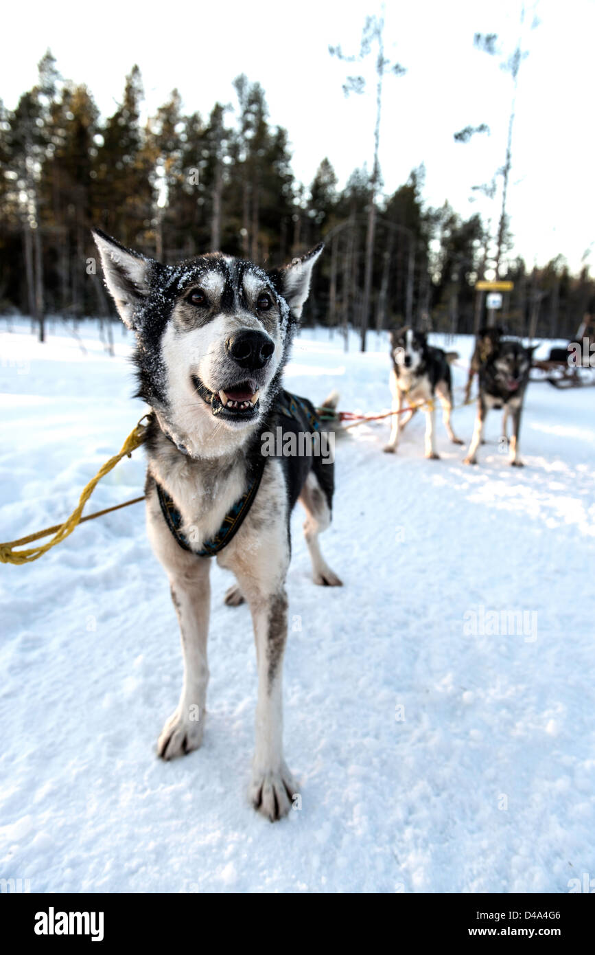 Dog sledding led by husky dogs Swedish Lapland Sweden Scandinavia Stock ...