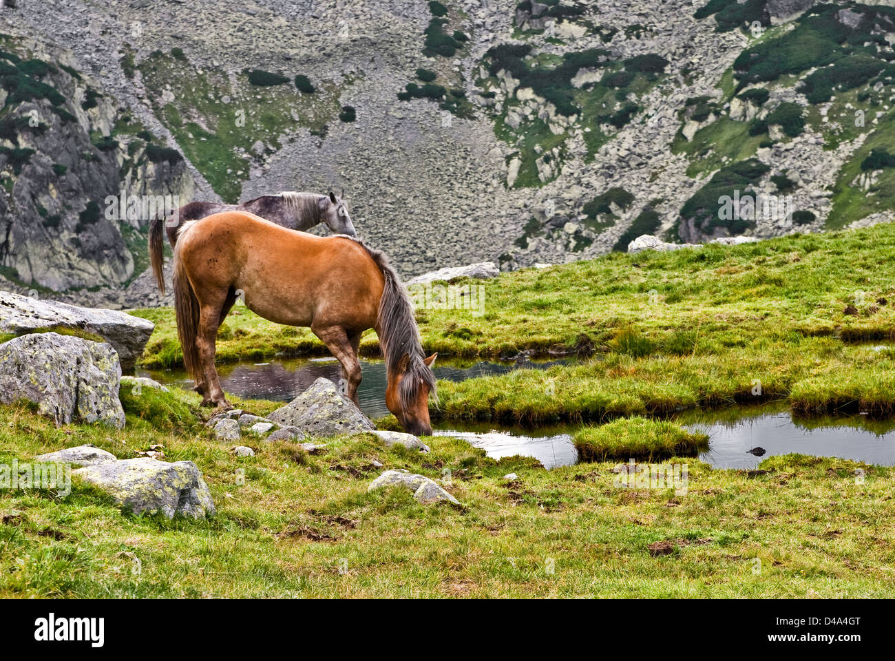 Retezat mountain, Romania: Free horses grazing into national park of Romania Stock Photo