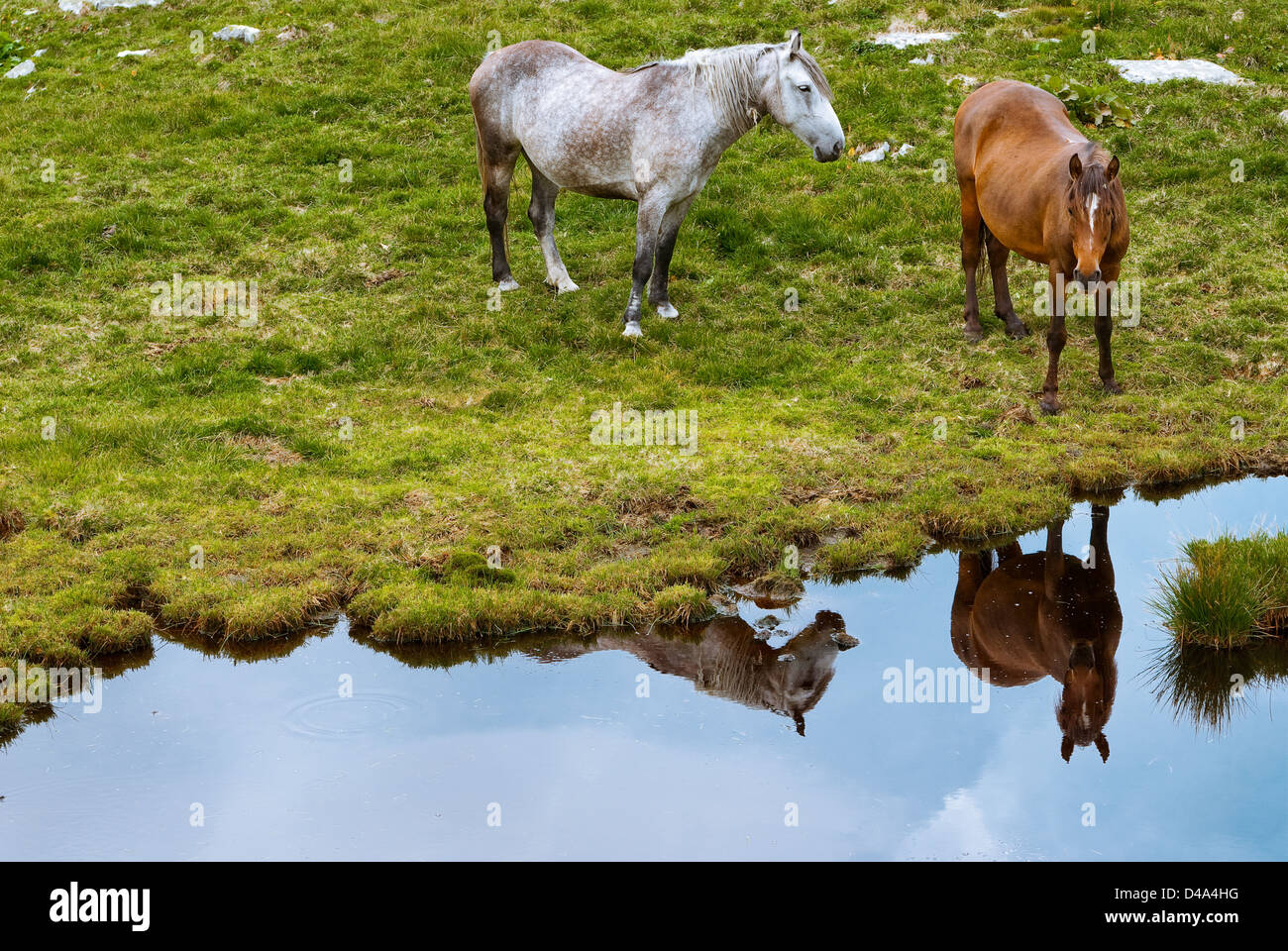 Retezat mountain, Romania: Free horses grazing into national park of Romania Stock Photo