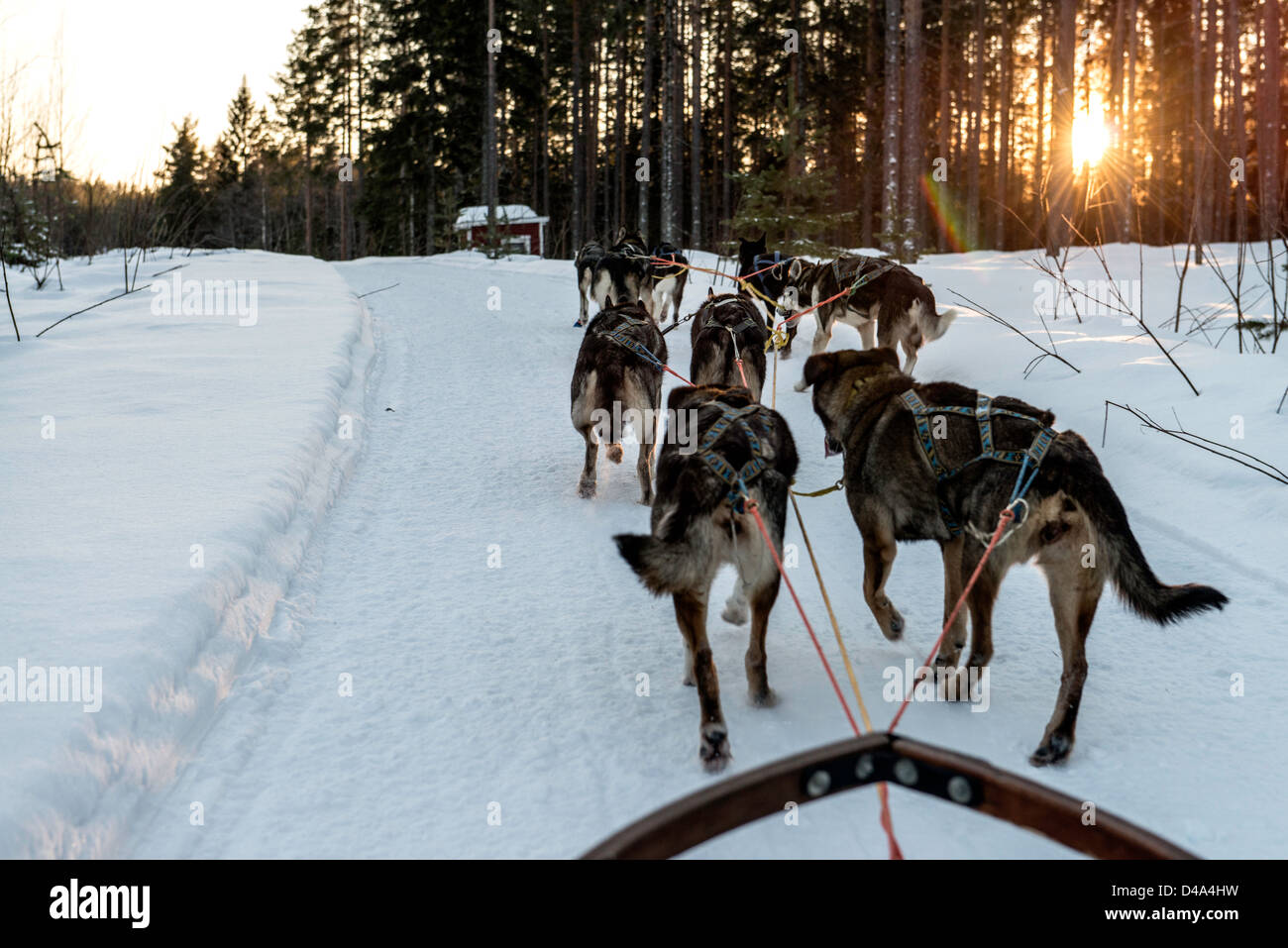 Dog sledding led by husky dogs Swedish Lapland Sweden Scandinavia Stock Photo