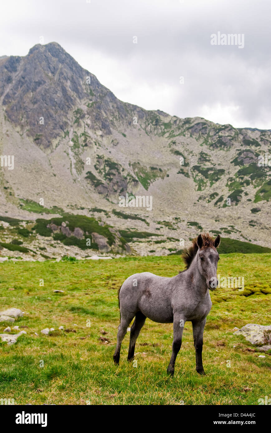 Retezat mountain, Romania: Free horses grazing into national park of Romania Stock Photo