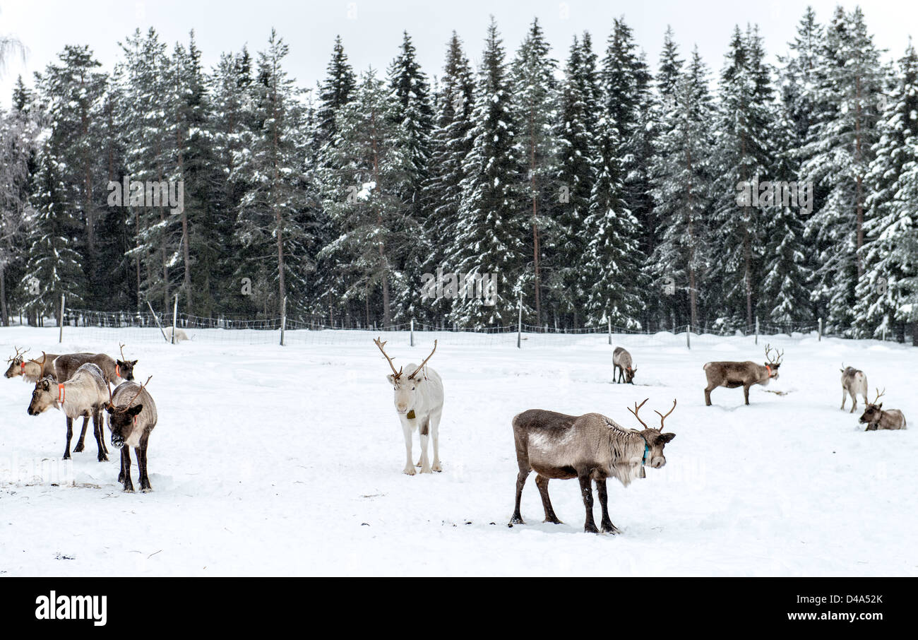 Reindeer herd in Swedish Lapland Sweden Scandinavia Stock Photo - Alamy