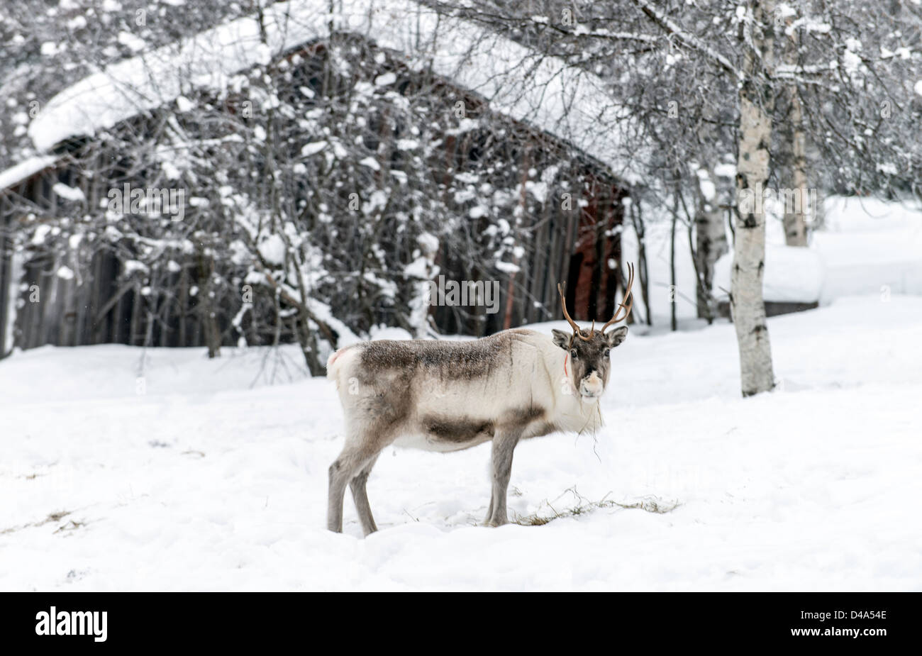Reindeer in Swedish Lapland Sweden Scandinavia Stock Photo