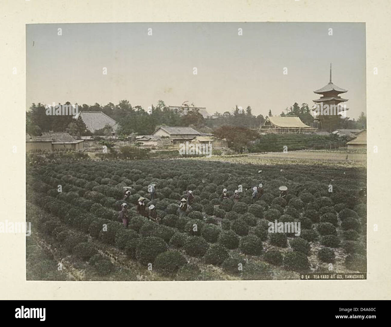 A scene depicting a tea-yard in Uzi, Japan, showcasing the traditional ...