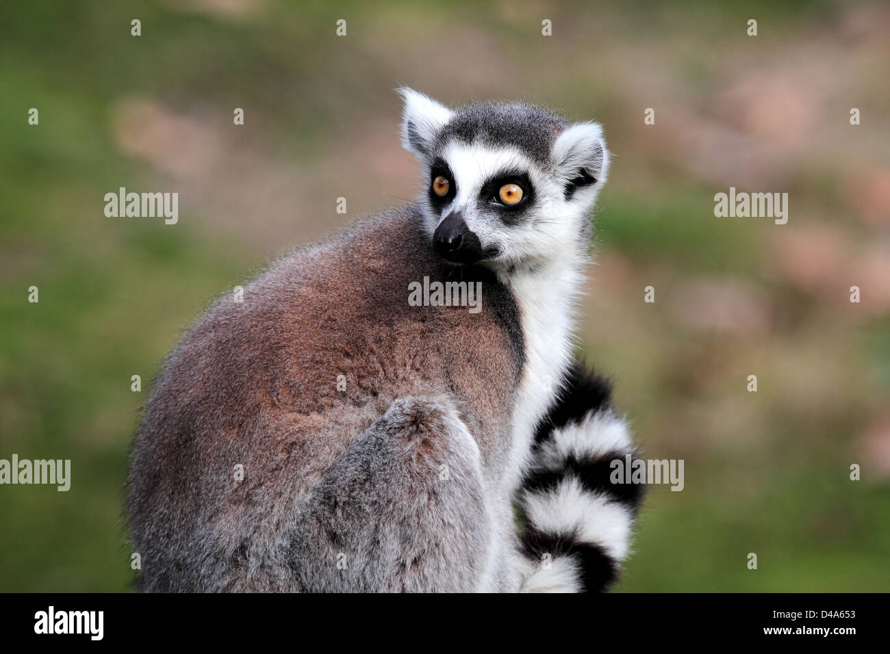 A ring-tailed lemur (Lemur catta) is looking back Stock Photo