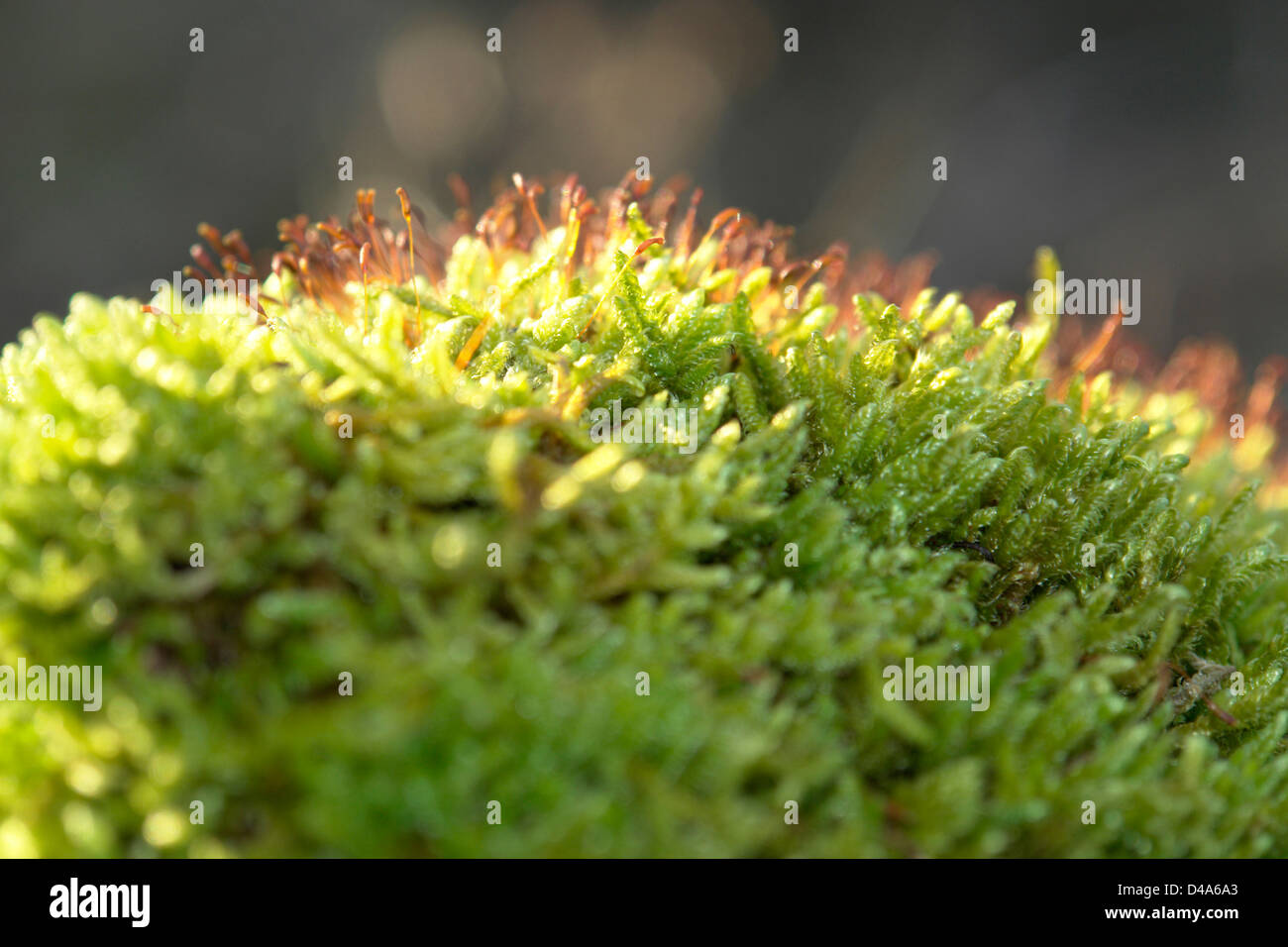 macro shot showing some moss sporangiums in sunny ambiance Stock Photo