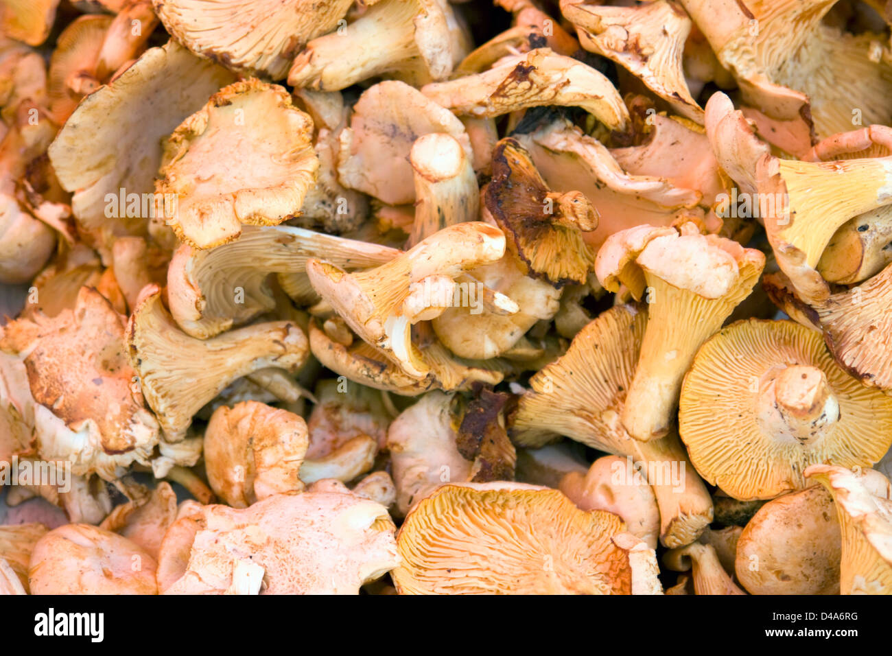 full frame background with lots of edible mushrooms Stock Photo