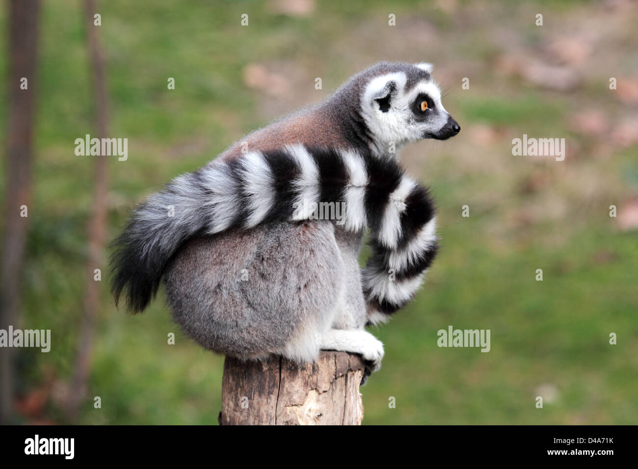 A ring-tailed lemur (Lemur catta) with his long tail around the body is sitting on a log and looking ahead Stock Photo