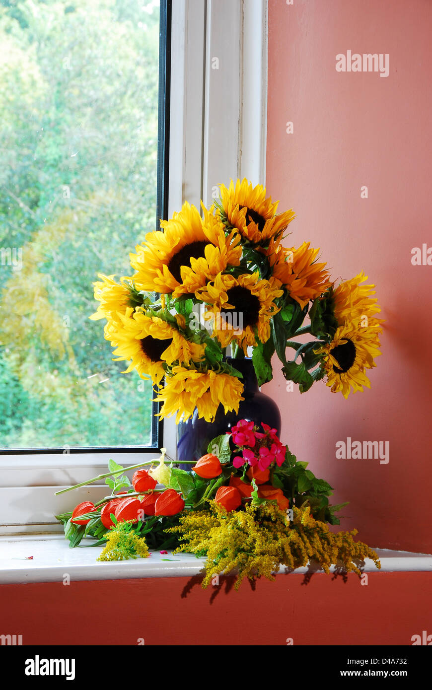 A display of sunflowers in a vase on a window sill Stock Photo Alamy