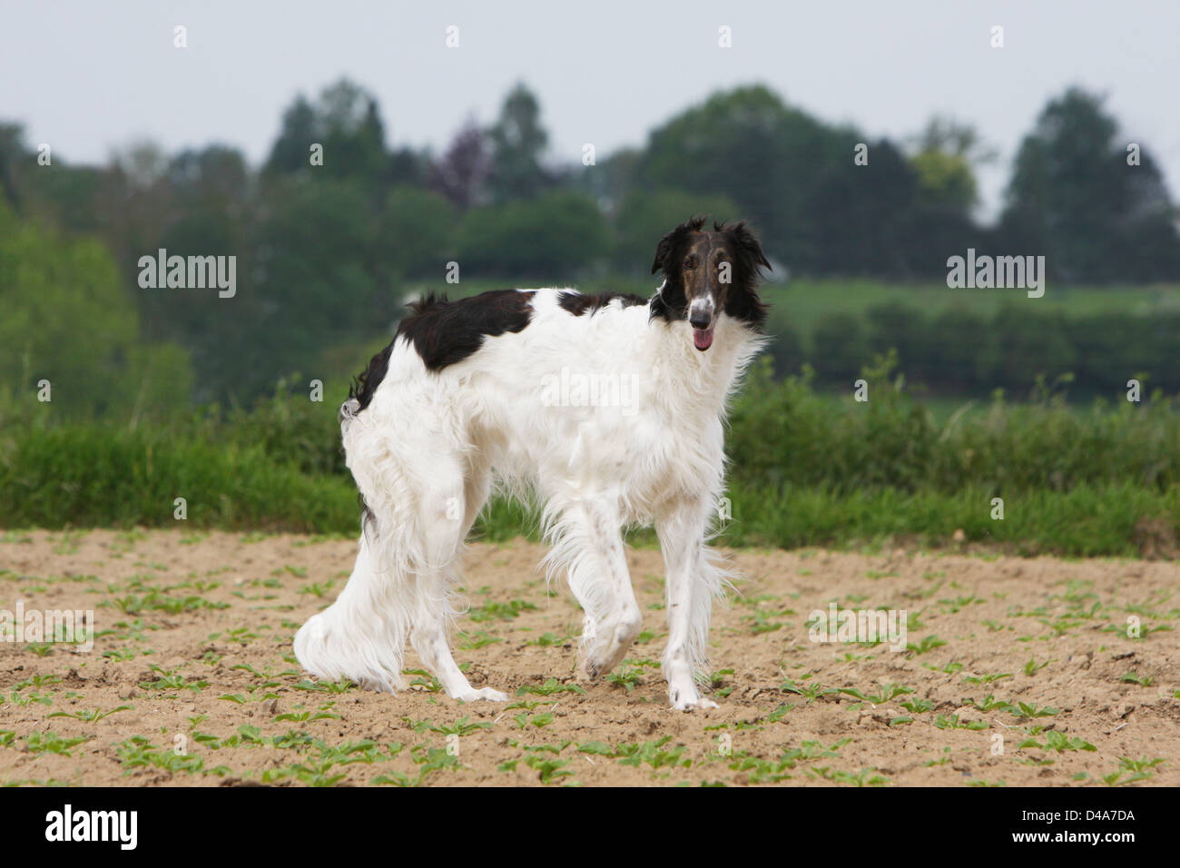 Russischer wolfshund hi-res stock photography and images - Alamy