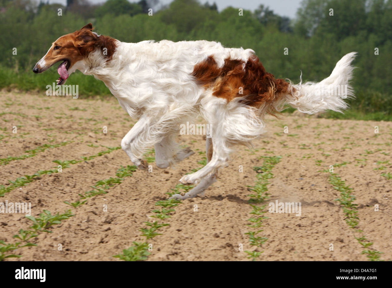 borzoi running