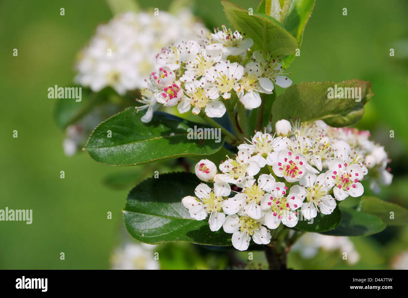 Apfelbeere Bluete - chokeberries flower 04 Stock Photo