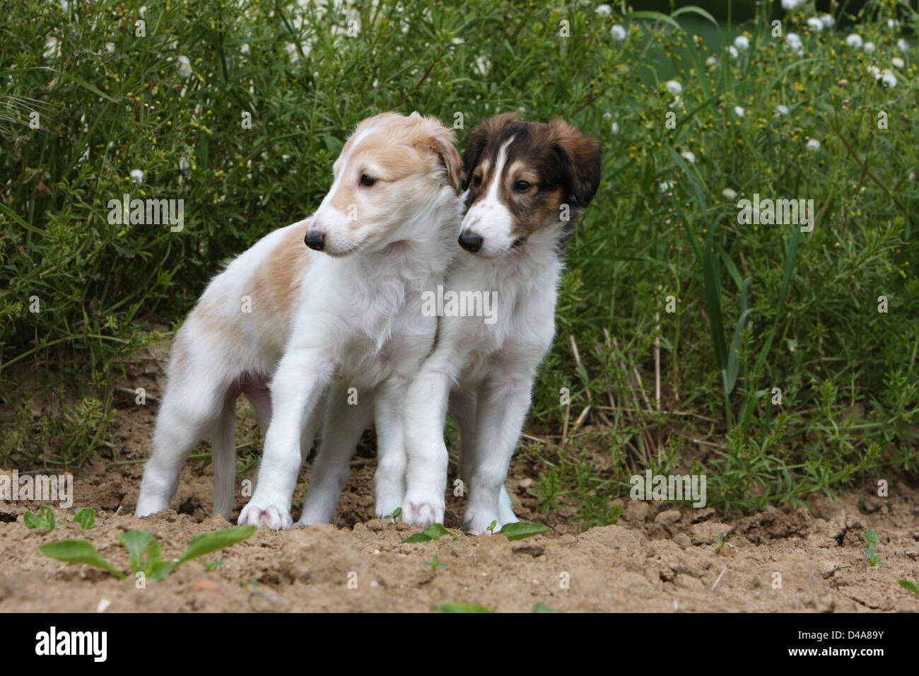 russian borzoi puppies