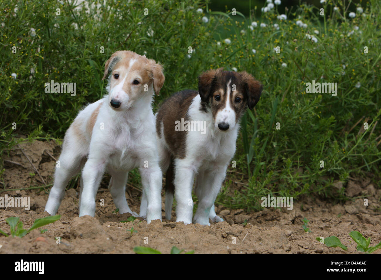 russian wolfhound puppies
