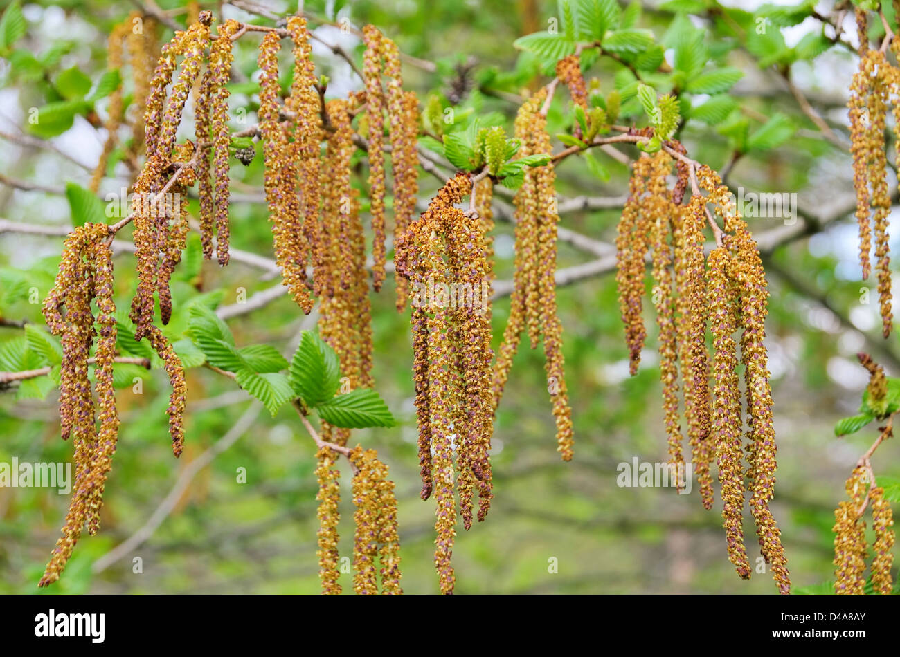 Birch seed hi-res stock photography and images - Alamy