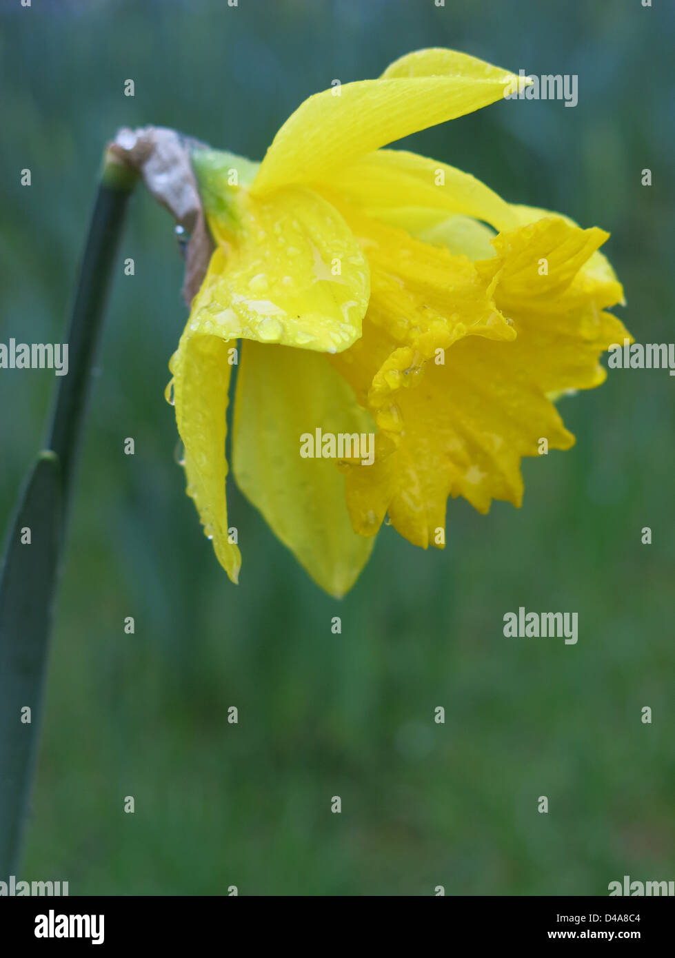 Daffodil After A Light Spring Shower, Forbury Gardens, Reading, Berkshire. Stock Photo