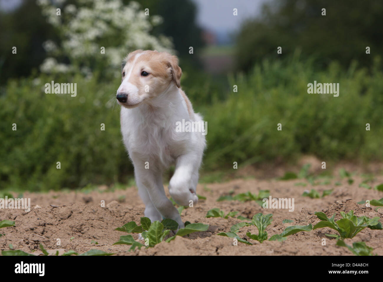 Dog barzoi / Borzoi / Russian wolfhound / Barsoi puppy running in a ...