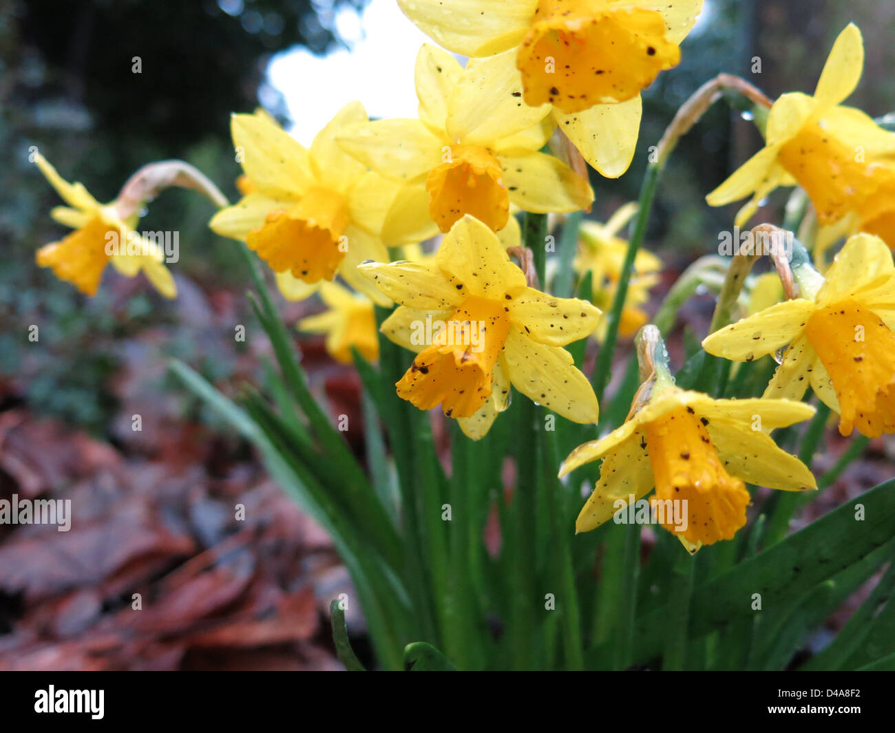 Daffodils after a spring shower Stock Photo