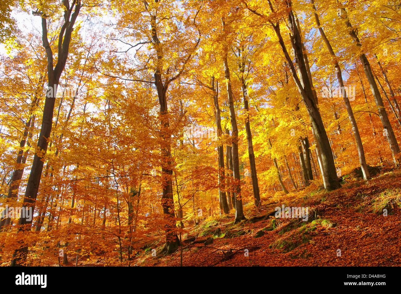 Buchenwald im Herbst - beech forest in fall 34 Stock Photo