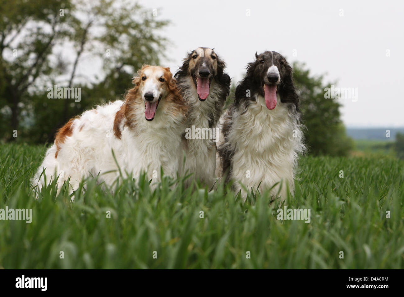 Dog barzoi / Borzoi / Russian wolfhound / Barsoi / three adults ...