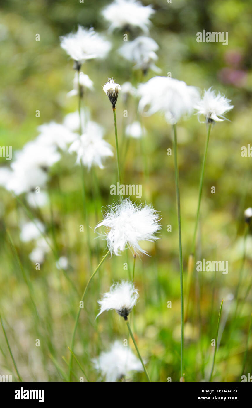 The fluffy white flowers of Tawny Cottongrass [Eriophorum virginicum] are a distinctive spring sight in northern wetlands. Stock Photo