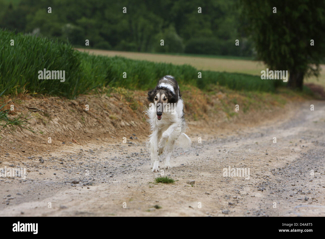 Dog barzoi / Borzoi / Russian wolfhound / Barsoi  /  adult running in a field Stock Photo
