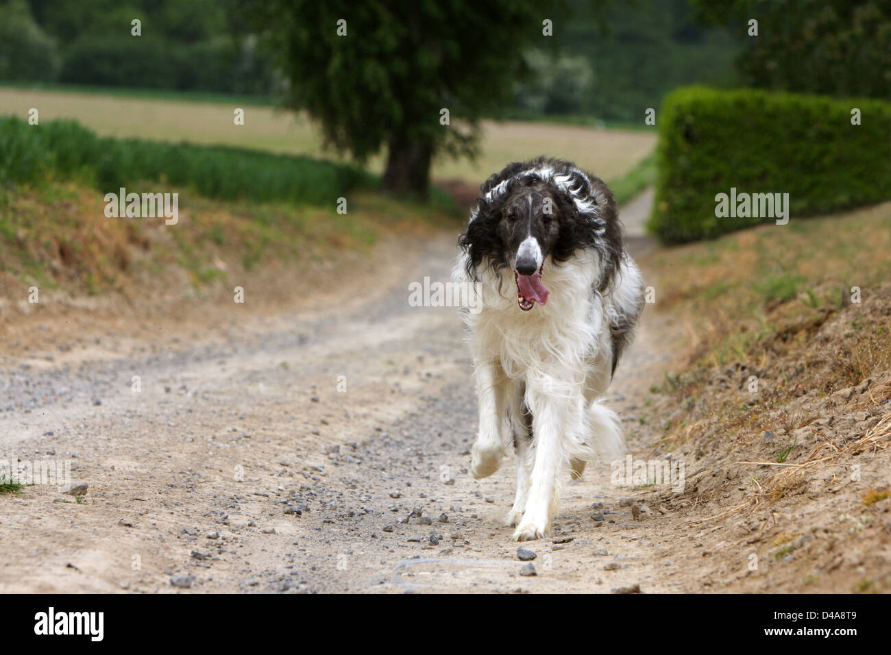 Dog barzoi / Borzoi / Russian wolfhound / Barsoi  /  adult walking in a path Stock Photo