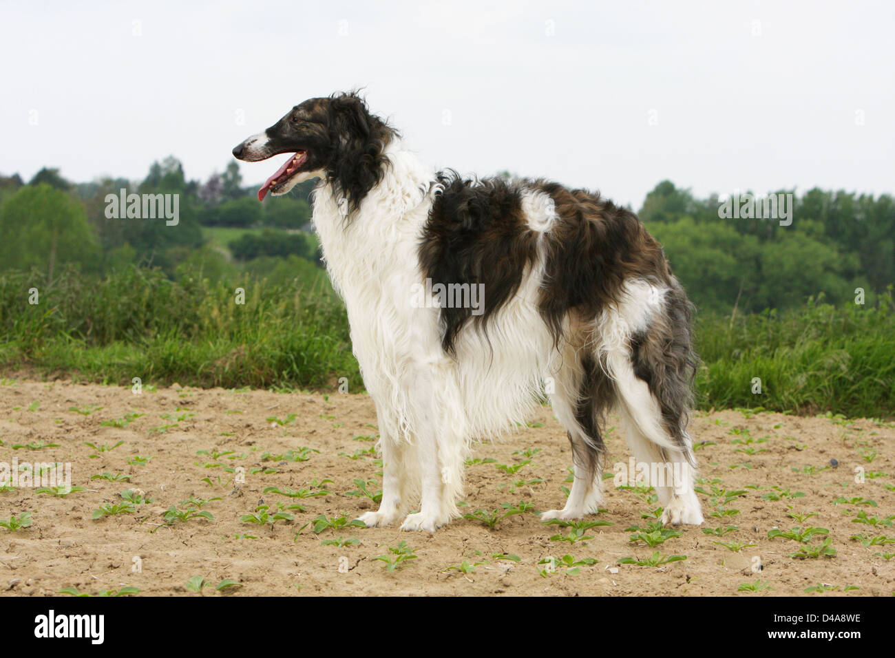 Dog barzoi / Borzoi / Russian wolfhound / Barsoi adult standing in a ...